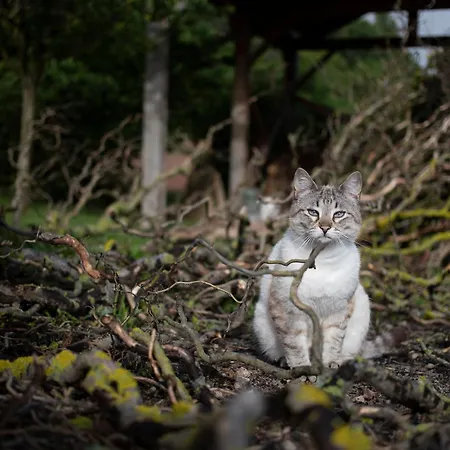Orman Evi L'eco Libri