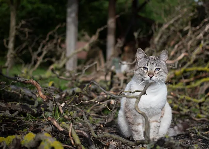 Gerendaház L'eco Libri